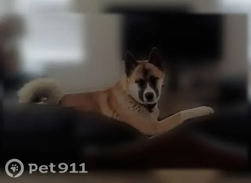Lost dog, East 102nd Avenue, 3490, Denver — male dog ran away after getting spooked - photo