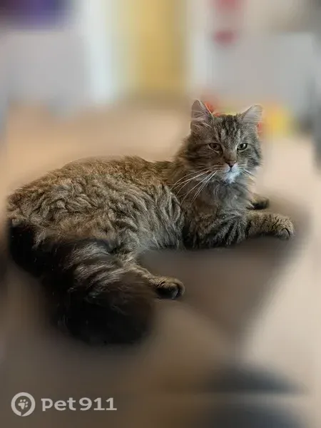 Lost male cat, West Maple Rapids Road, 3036, Saint Johns, Reston — 13 lb with a tipped ear - photo