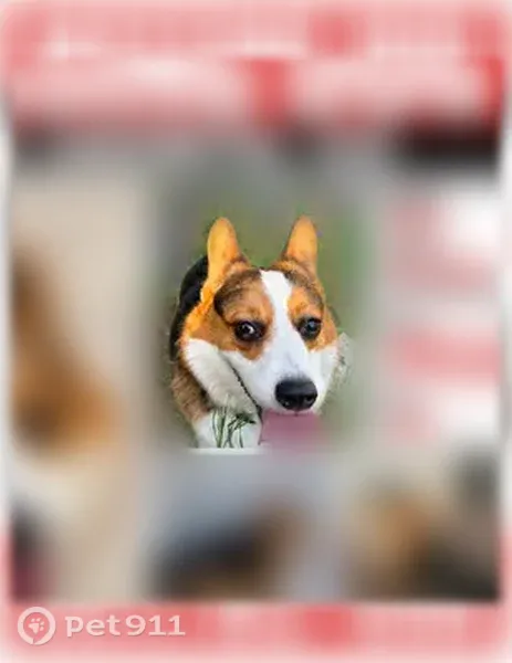 Lost dog, Park Avenue, 1450, San Jacinto — male tri-color Corgi - photo