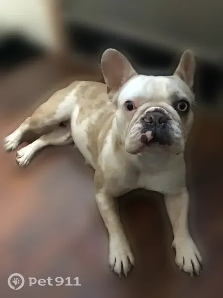 Lost female dog, Northwest 6th Street, 708, Hallandale Beach — white French bulldog with blue eyes - photo