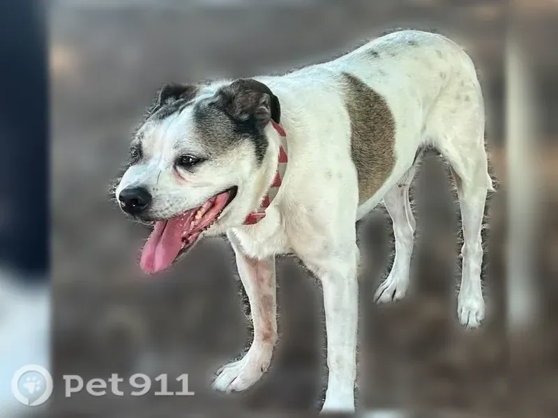 Lost dog, Scenic Place, 349, Manteca, Stockton — white male dog with brown spots - photo