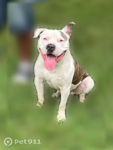 Lost Dog, Indianapolis, Indiana, Springfield — White with Brindle Spots - photo