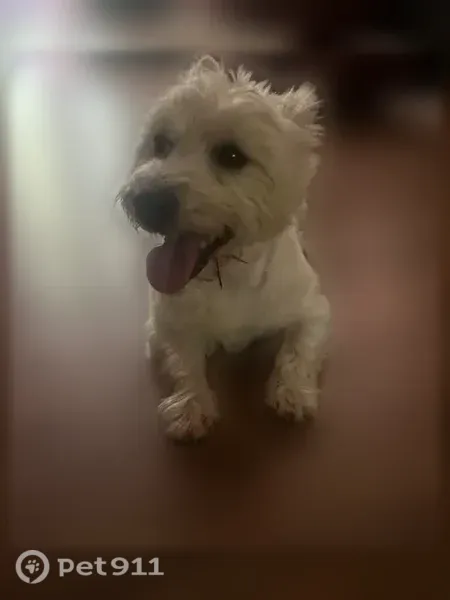 Lost dog, Green Valley Farm Road, 172, Jasper, Atlanta — small male Westie - photo