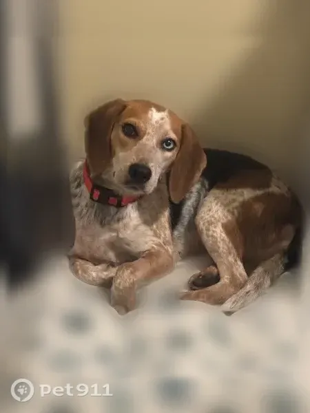 Lost dog, Taylor Street, 10, Providence — tricolor beagle with one blue and one brown eye - photo