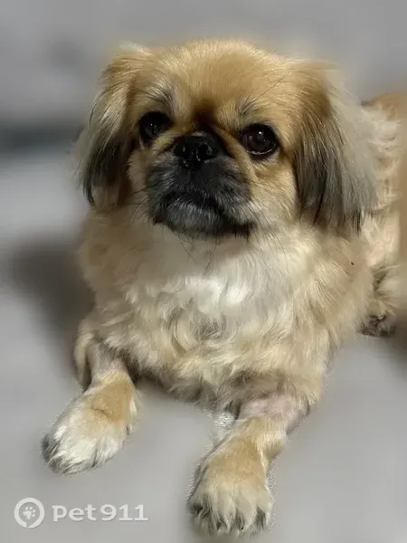 Lost dog, El Paso, Texas, Arlington — female dog with blonde hair and epilepsy - photo