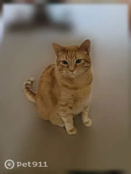 Lost cat, Ogden Drive, 4778, Wooster, Wooster — 10-year-old male, 18 lb - photo