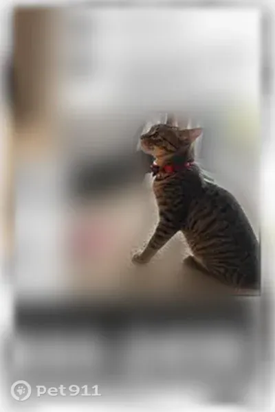 Lost cat, Colerain Avenue, 10345, Cincinnati, Groesbeck — male with a bell collar - photo