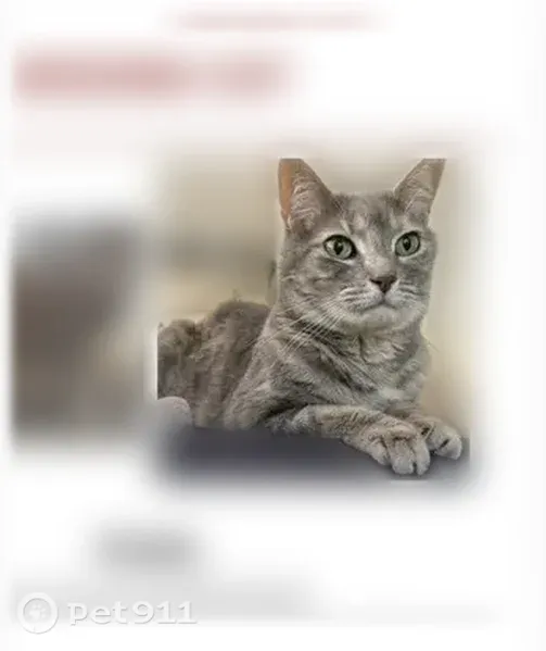 Lost cat, female, Old Stirling Road, 72, Warren Township, Warren - photo