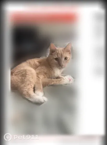 Lost cat, Church Street, 37, Warren, Arlington — male orange tabby with white paws - photo