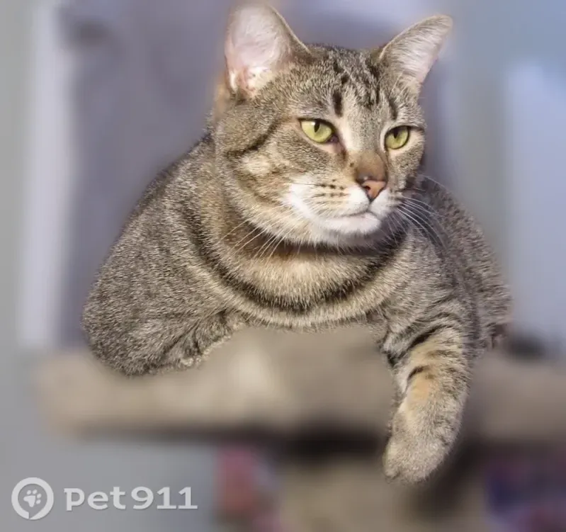 Lost cat, Outing Club Road, 393, Aiken — female brown/grey tabby - photo