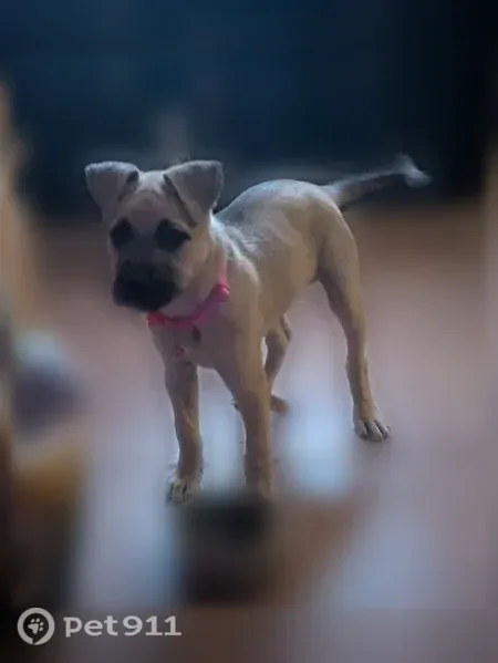 Lost dog, Tucson, Arizona, Phoenix — female Black Mouth Cur puppy - photo