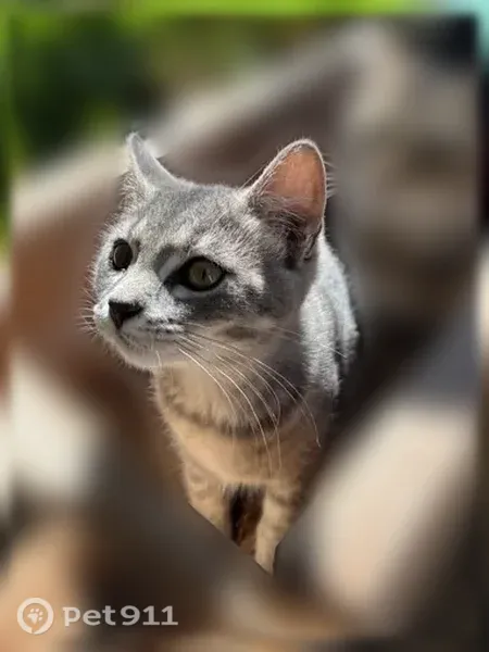 Lost cat, 1600 South, 173, Orem — brown-striped Nyla and gray Olive - photo