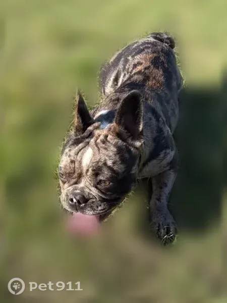 Lost female dog, Cape Cod Drive, 5962, West Valley City, Oakland — brindle with white chest - photo
