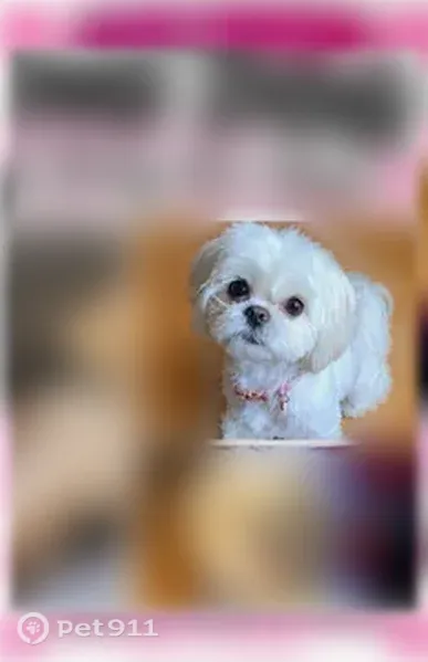 Lost Dog, Maffitt Avenue, 4741, St. Louis, Arlington — Female with Missing Hair Patch - photo
