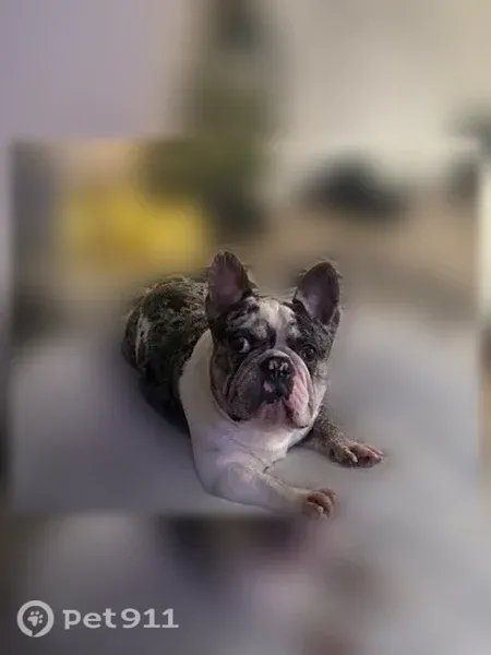 Lost dog, Rancho Cucamonga, California, Chino — male, Homecoming Apartments - photo