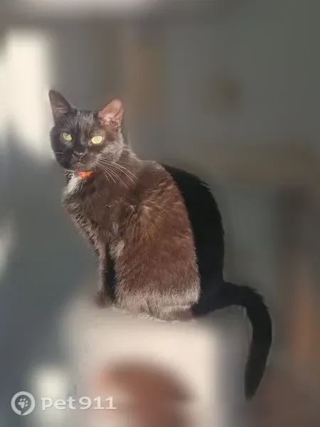 Lost cat, North Manship Lane, 367, Meridian — female with green eyes - photo