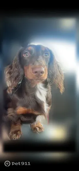 Lost Dog, Golden Eagle Drive, 1423, Troy, Columbus — male miniature dachshund - photo