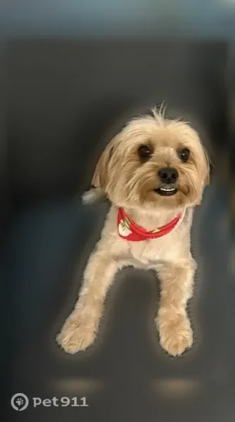 Lost dog, East 11th Avenue, 3685, Hialeah — male Yorkie, 10 pounds - photo