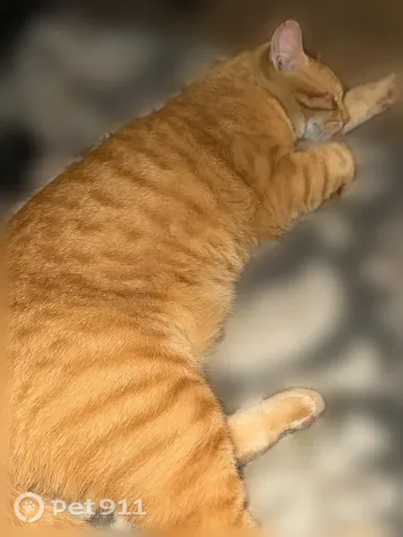 Lost cat, Fallow, 703, Horseshoe Bay — large orange male cat - photo