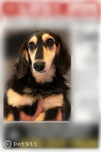 Lost dog, Georgia 16, 2727, Jackson — female, black and brown - photo