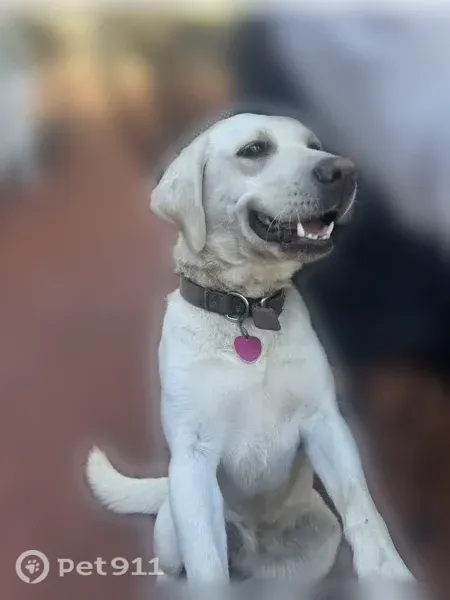 Lost dog, East Pawnee Street, 10628, Wichita — all-white female Labrador Retriever - photo