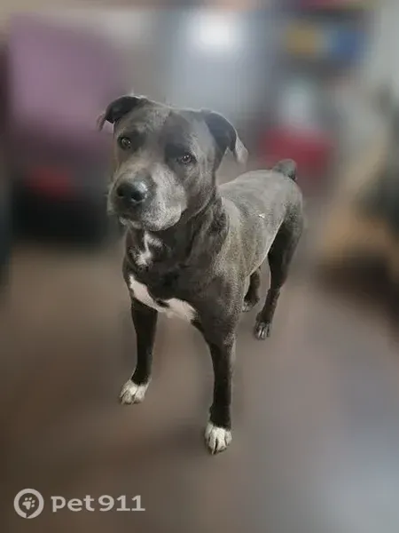 Lost dog, Sanford Lane, 3317, Monroe — friendly 3-year-old male - photo
