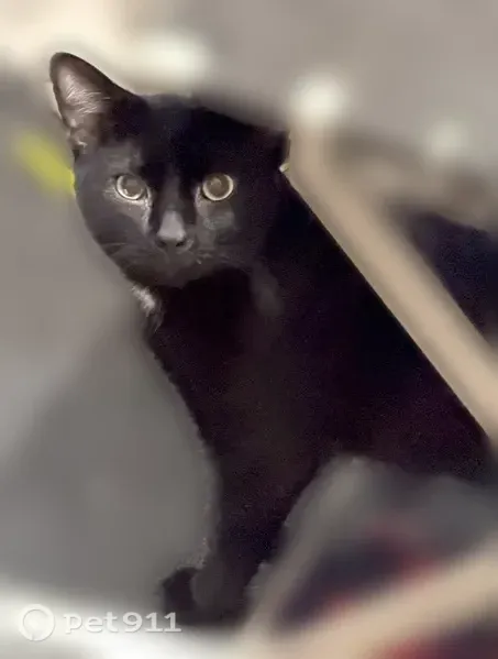 Lost cat, male, South Elizabeth Street, 12829, Calumet Park — short-haired black Bombay - photo