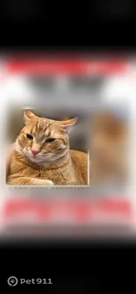 Lost cat, male, North Atlantic Street, 509, Boise — orange coat, six toes on each foot - photo