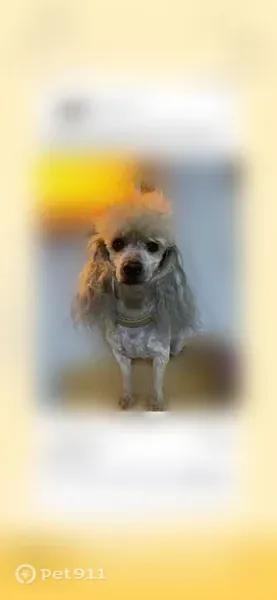 Lost male dog, Upper Lake Road, 3072, Thomasville — dug out under the fence - photo