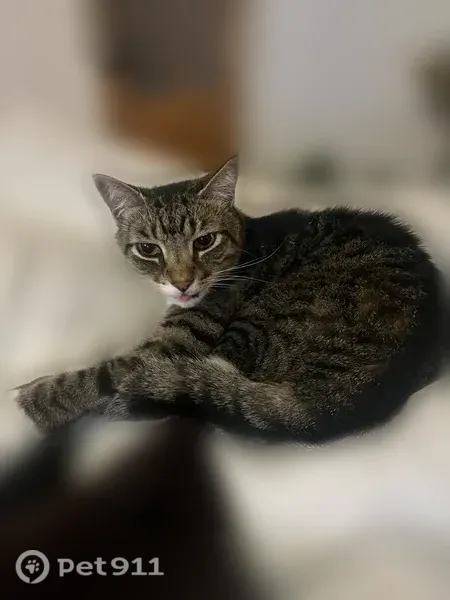 Lost male cat, Whiskey River Drive, 11017, Austin — white paws and belly - photo