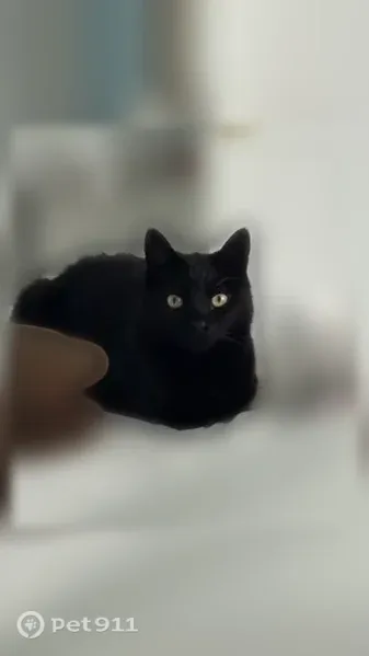 Lost cat, Wertheim Place, 59, Long Branch, Long Branch — female with yellow eyes - photo