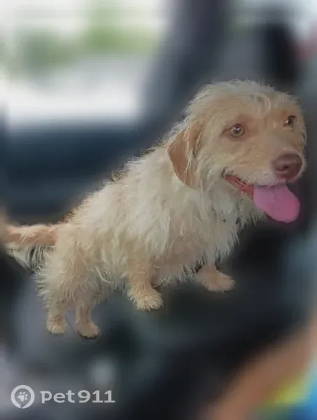 Lost dog, female, Rundill Road, 2120, Louisville, New Pekin — small and blond - photo