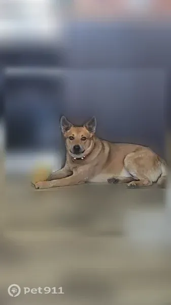Lost male dog, Cobden, Minnesota — shy red heeler, do not chase - photo