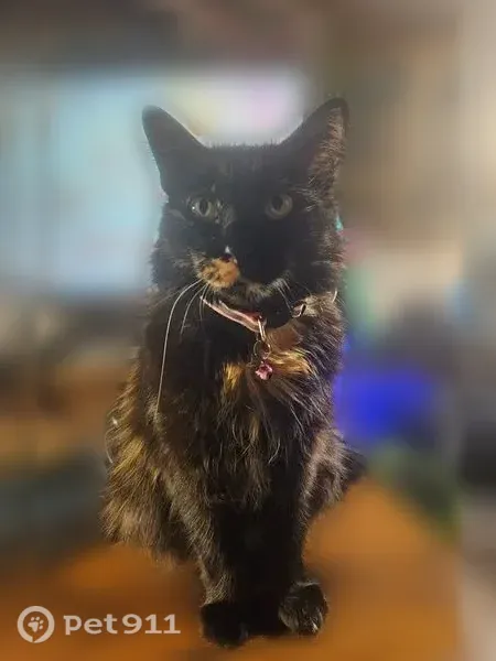 Lost female cat, Creekberry Court, 7191, Pickerington, Columbus — black with tan markings - photo