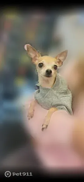 Lost dog, female, 1st Street East, 1115, Humble — light brown teacup - photo