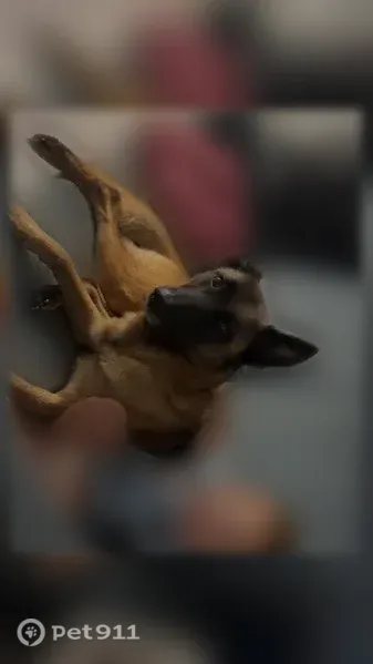 Lost dog, Jefferson City, Tennessee, Dandridge — female Belgian Malinois with one ear - photo