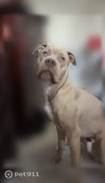 Lost male dog, Old Grand Avenue, 25613, Fox Lake Hills — American bully mix with green eyes - photo