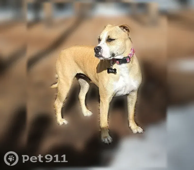 Lost dog, North Valentia Street, 1662, Denver — shy female with black facial markings - photo