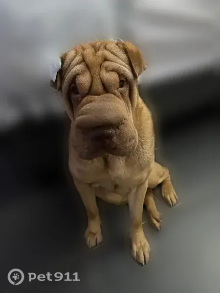 Lost Dog, West Shumway Farm Road, 3408, Phoenix — female with tan coat and prominent wrinkles - photo