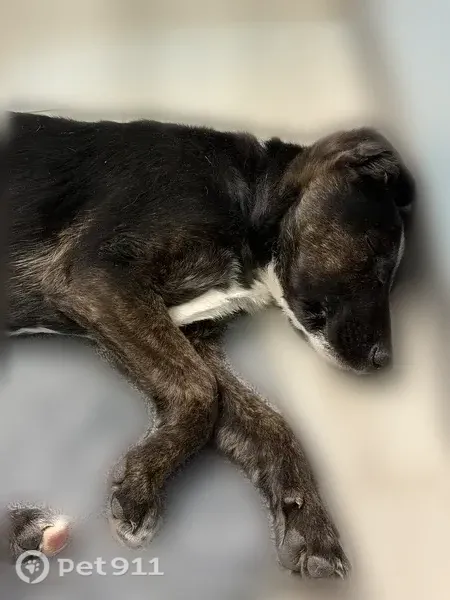 Lost male dog, South Trevino Road, 56, Santa Teresa — black with brunette legs and a white face splotch - photo