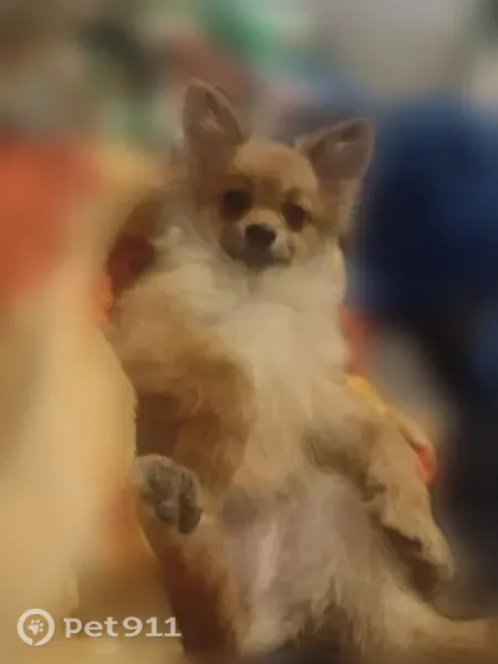 Lost dog, Chaparral, New Mexico, Albuquerque — small female Pomeranian mix - photo