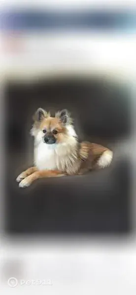 Lost male dog, Farm to Market 1960 Road West, 1819, Houston — medium Pomeranian with no collar - photo