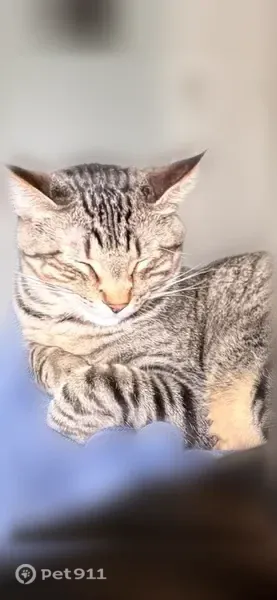 Lost cat, male, Northeast 103rd Street, 8036, Kansas City — chirping meow - photo