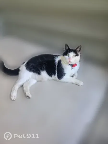 Lost male cat, Meadow Pond Drive, Virginia, Ashburn — friendly black-and-white tuxedo - photo