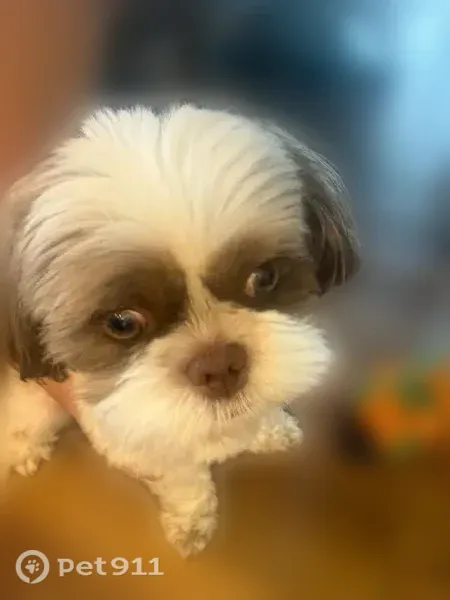 Lost male dog, East Lakewood Boulevard, 343, Holland — white and brown - photo