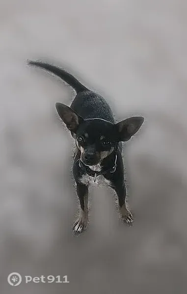 Lost dog, West Coast Street, 7205, Odessa, Midland — female with a limp on her left hind leg - photo