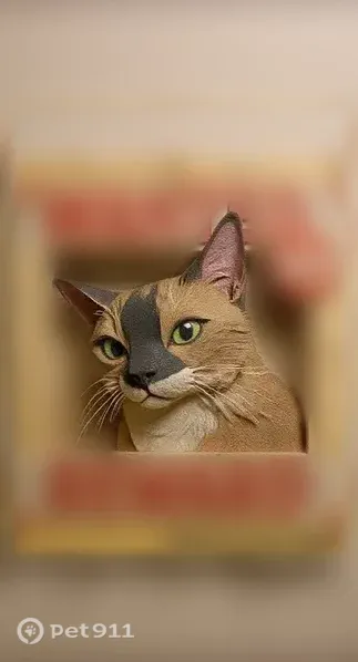 Lost female cat, Southwest 110th Street, Florida, Ocala — Siamese with tan fur and black markings - photo