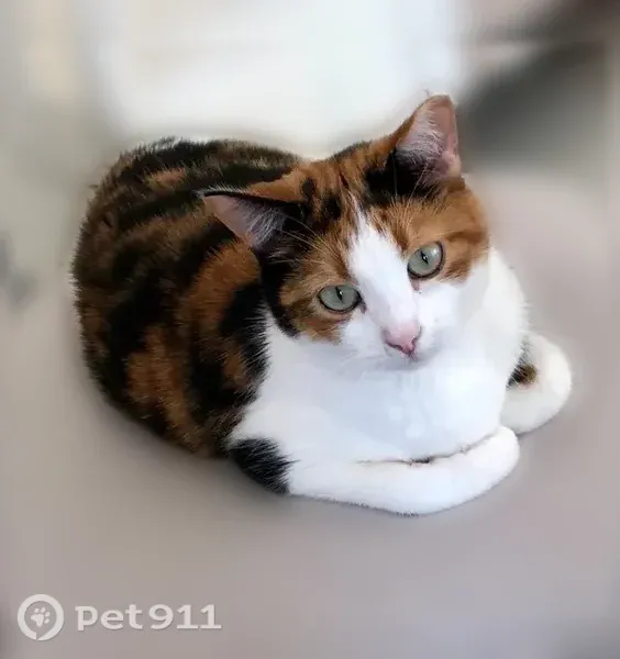 Lost female cat, Ridgewood Lane, Savage, Minneapolis — calico with a tipped ear - photo