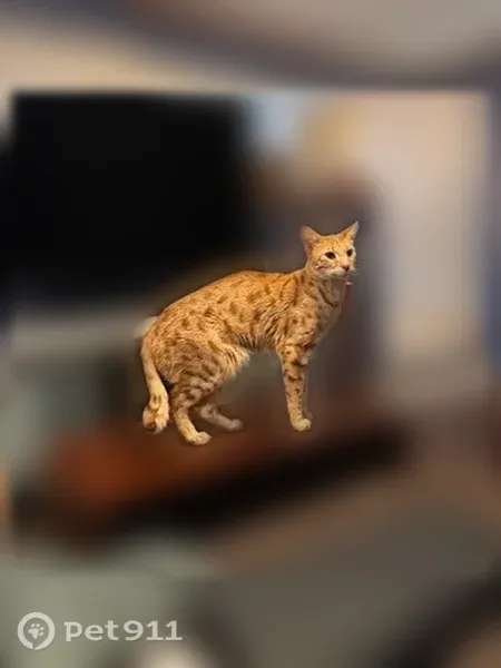 Lost cat, Stonebridge Way, 180, Mundelein — male, orange eyes - photo