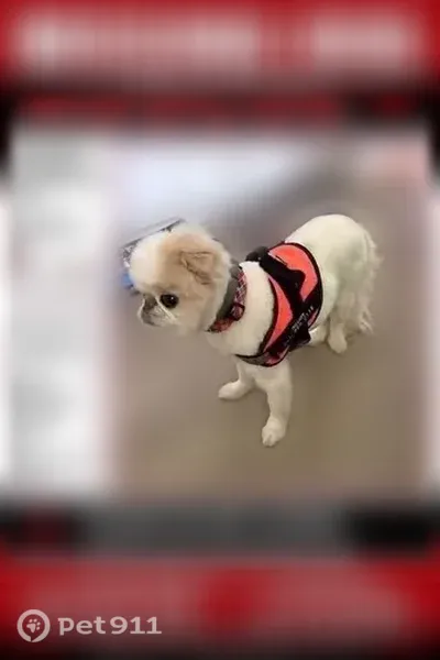 Lost male dog, South Shore Road, 2, Inlet, East Syracuse — Japanese Chin with green collar - photo